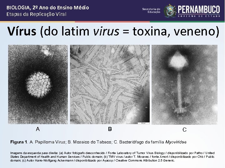 BIOLOGIA, 2º Ano do Ensino Médio Etapas da Replicação Viral Vírus (do latim virus