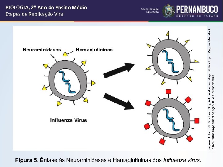 Neuraminidases Hemaglutininas Figura 5. Ênfase às Neuraminidases e Hemaglutininas dos Influenza vírus. Imagem: Autor