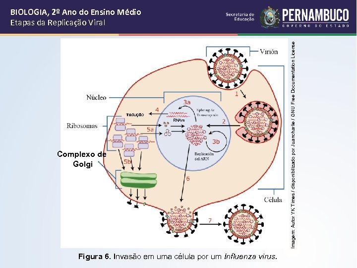 tradução RNAm Complexo de Golgi Figura 6. Invasão em uma célula por um Influenza