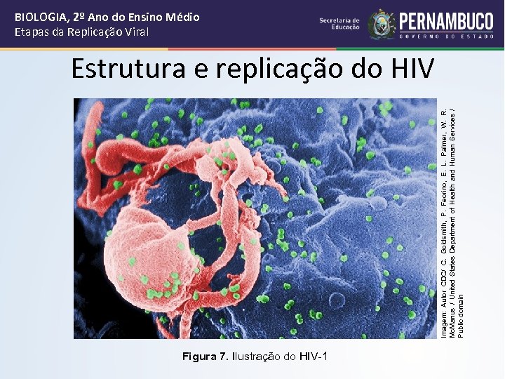 Imagem: Autor CDC/ C. Goldsmith, P. Feorino, E. L. Palmer, W. R. Mc. Manus