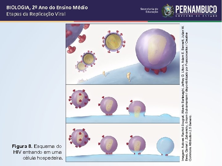 Figura 8. Esquema do HIV entrando em uma célula hospedeira. Imagem: Autores Rachid Sougrat,