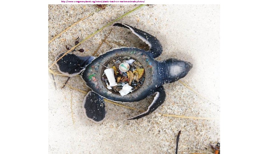 http: //www. onegreenplanet. org/news/plastic-trash-on-marine-animals-photos/ 