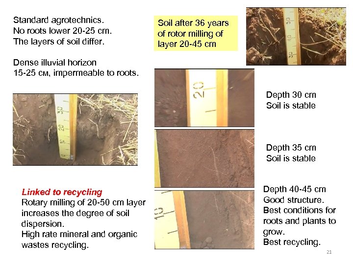 Standard agrotechnics. No roots lower 20 -25 cm. The layers of soil differ. Soil