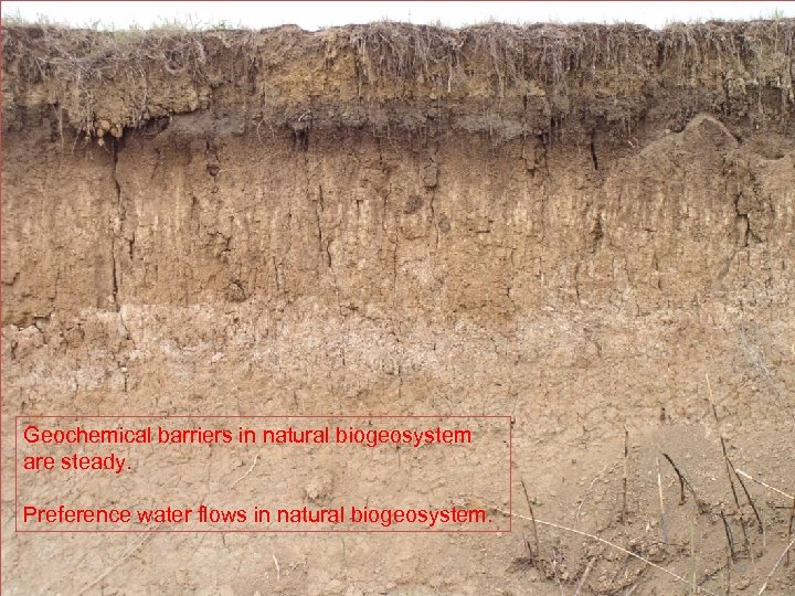 Geochemical barriers in natural biogeosystem are steady. Preference water flows in natural biogeosystem. 30
