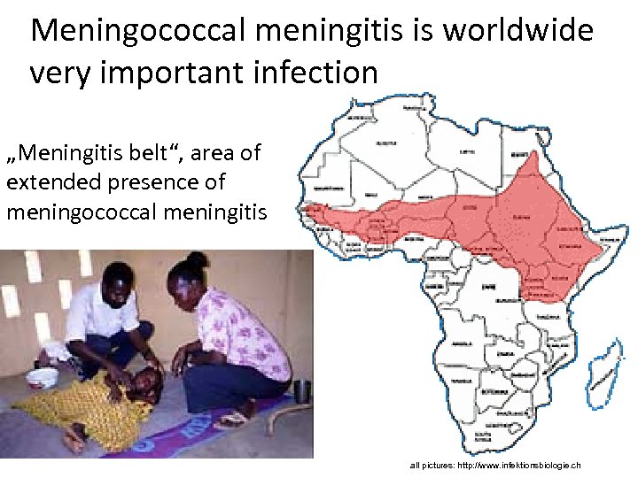 Meningococcal meningitis is worldwide very important infection „Meningitis belt“, area of extended presence of