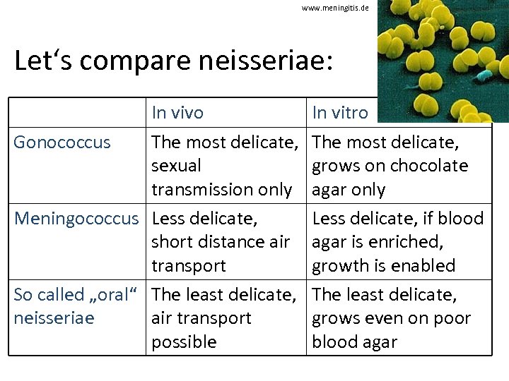 www. meningitis. de Let‘s compare neisseriae: In vivo Gonococcus The most delicate, sexual transmission