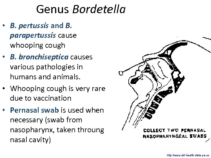 Genus Bordetella • B. pertussis and B. parapertussis cause whooping cough • B. bronchiseptica