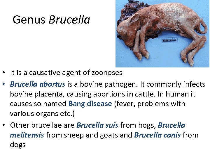 Genus Brucella • It is a causative agent of zoonoses • Brucella abortus is