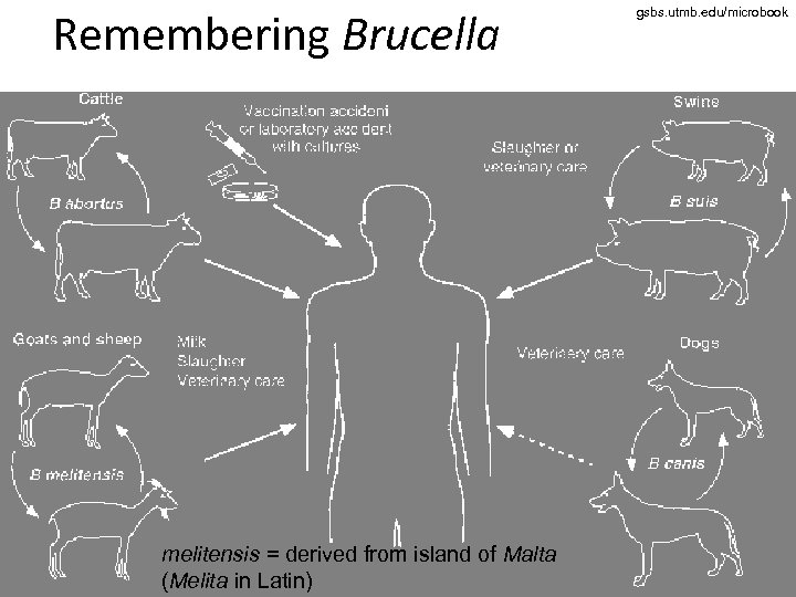 Remembering Brucella melitensis = derived from island of Malta (Melita in Latin) gsbs. utmb.