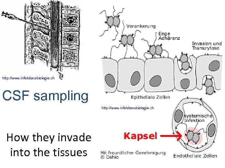 http: //www. infektionsbiologie. ch CSF sampling http: //www. infektionsbiologie. ch How they invade into