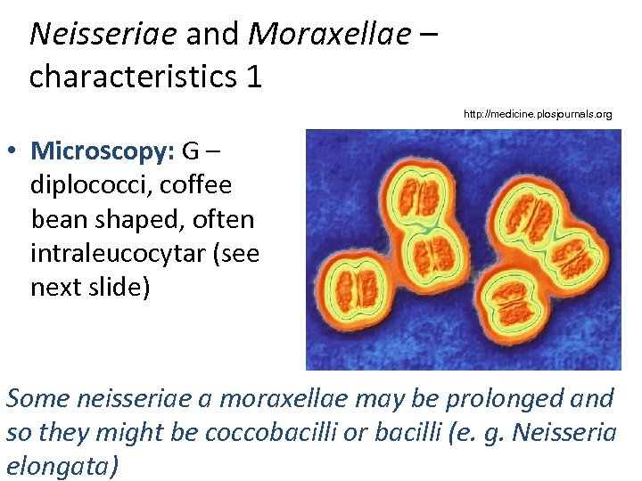 Neisseriae and Moraxellae – characteristics 1 http: //medicine. plosjournals. org • Microscopy: G –