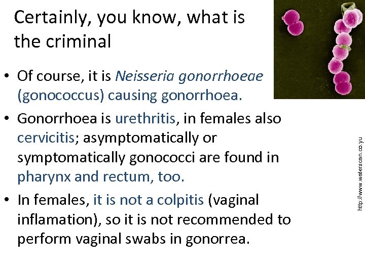  • Of course, it is Neisseria gonorrhoeae (gonococcus) causing gonorrhoea. • Gonorrhoea is