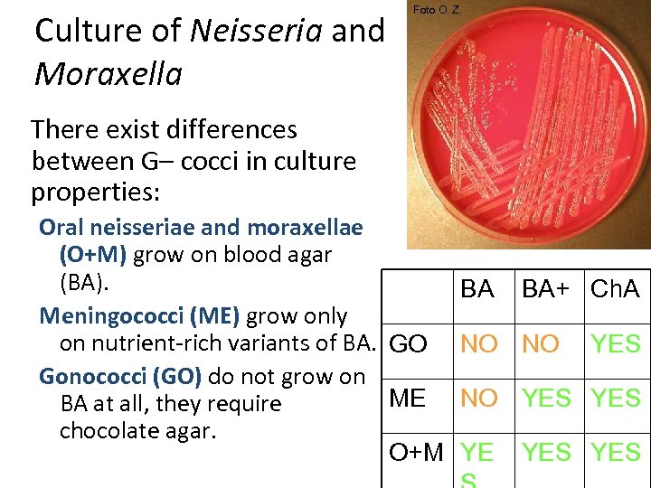 Culture of Neisseria and Moraxella Foto O. Z. There exist differences between G– cocci