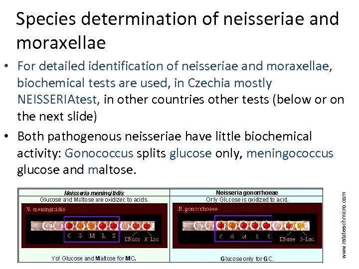 Species determination of neisseriae and moraxellae www. ratsteachmicro. com • For detailed identification of