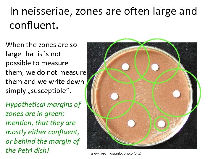 In neisseriae, zones are often large and confluent. When the zones are so large