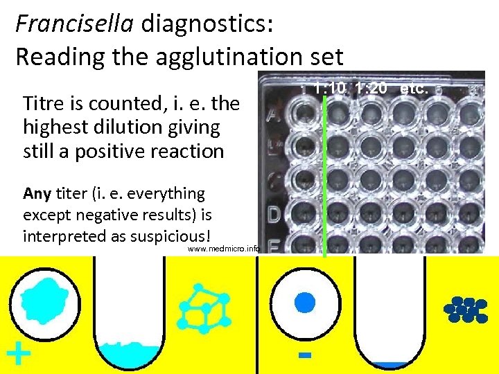 Francisella diagnostics: Reading the agglutination set Titre is counted, i. e. the highest dilution