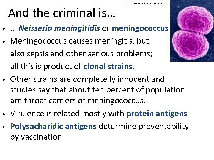 And the criminal is… http: //www. waterscan. co. yu … Neisseria meningitidis or meningococcus