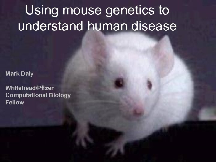 Using mouse genetics to understand human disease Mark Daly Whitehead/Pfizer Computational Biology Fellow 