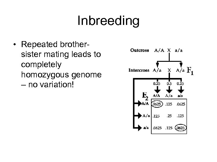 Inbreeding • Repeated brothersister mating leads to completely homozygous genome – no variation! 