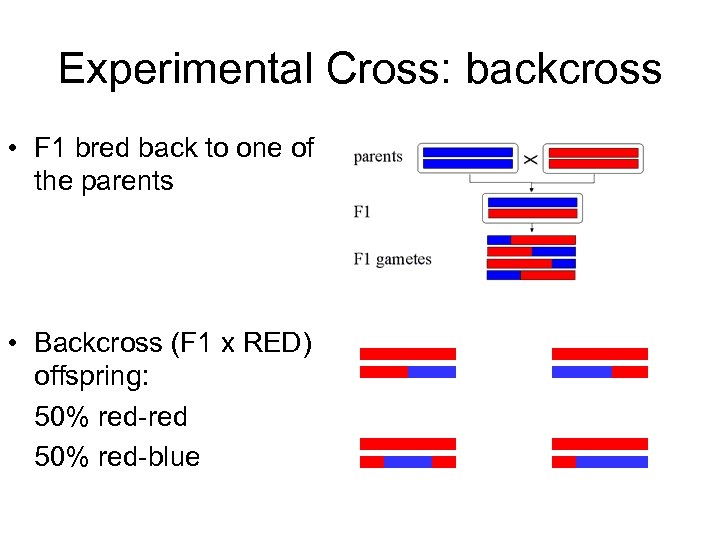 Experimental Cross: backcross • F 1 bred back to one of the parents •