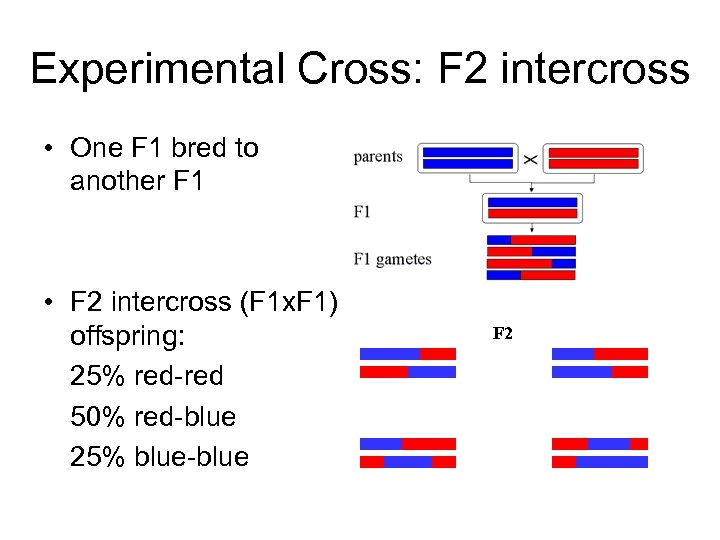 Experimental Cross: F 2 intercross • One F 1 bred to another F 1