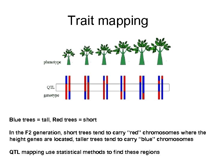 Trait mapping Blue trees = tall, Red trees = short In the F 2