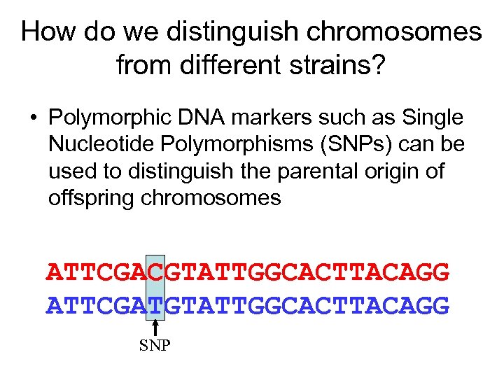 How do we distinguish chromosomes from different strains? • Polymorphic DNA markers such as