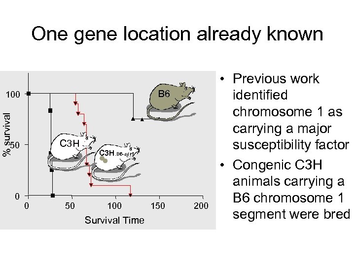 One gene location already known B 6 % survival 100 C 3 H 50