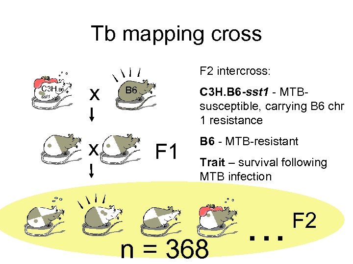 Tb mapping cross F 2 intercross: C 3 H. B 6 sst 1 x