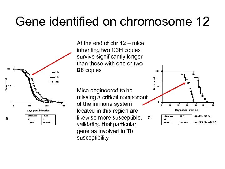 Gene identified on chromosome 12 100 bh % survival bb hh 50 Mice engineered