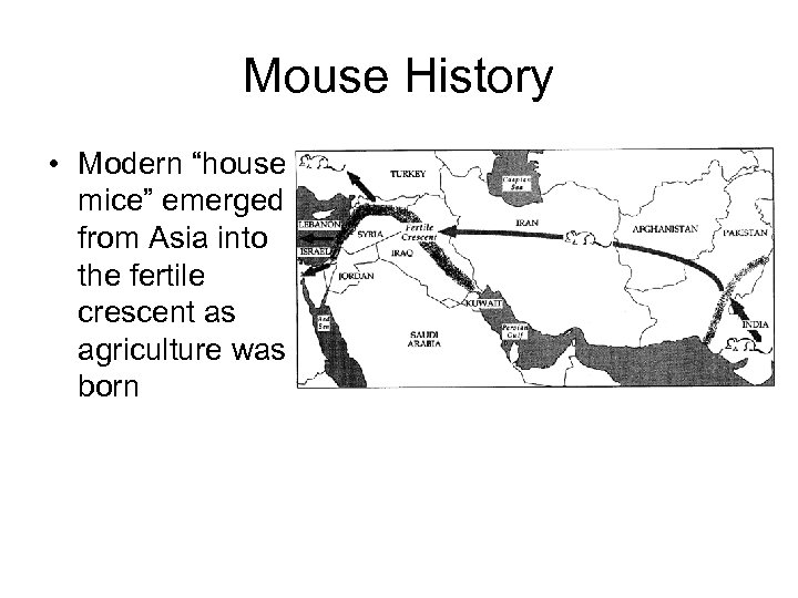 Mouse History • Modern “house mice” emerged from Asia into the fertile crescent as