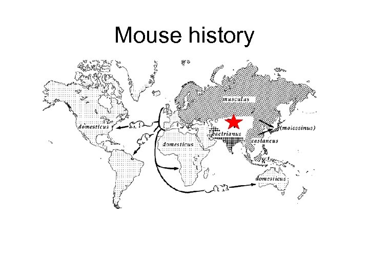 Mouse history 