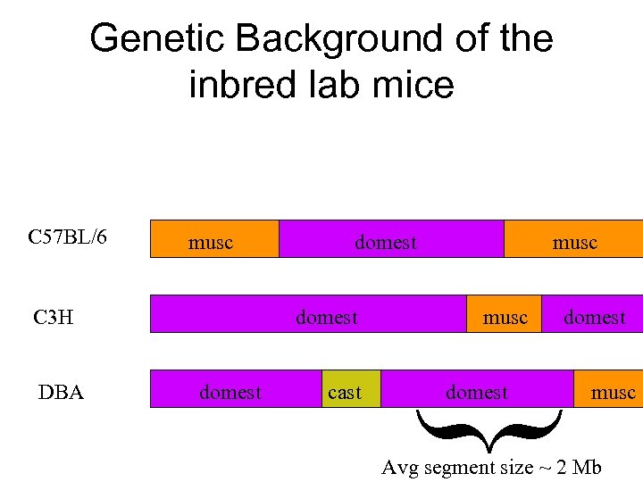 Genetic Background of the inbred lab mice musc C 3 H DBA domest cast