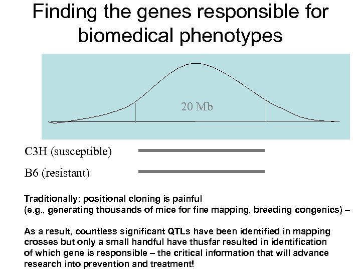Finding the genes responsible for biomedical phenotypes 20 Mb C 3 H (susceptible) B