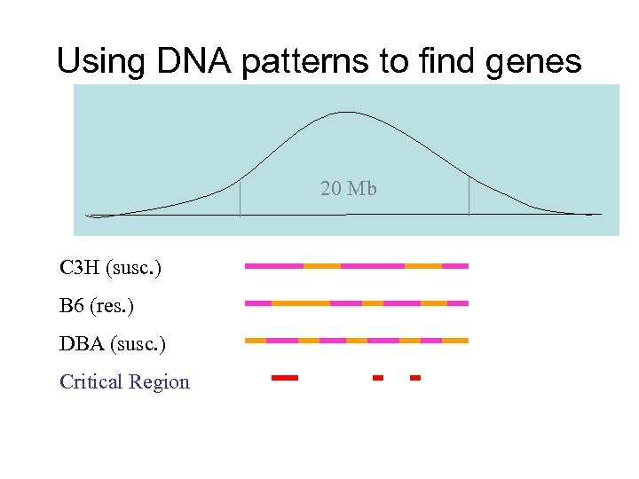 Using DNA patterns to find genes 20 Mb C 3 H (susc. ) B