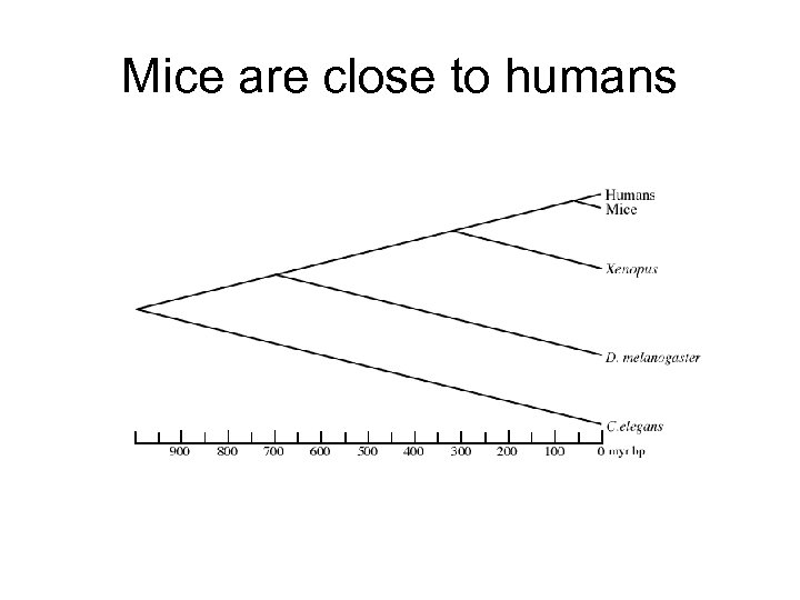 Mice are close to humans 