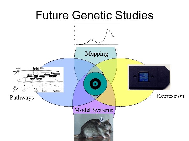 Future Genetic Studies Mapping Expression Pathways Model Systems 