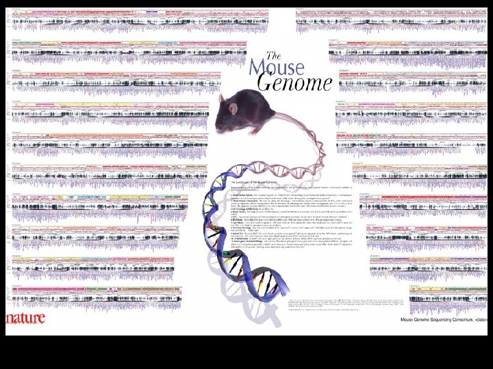 Kerstin Lindblad-Toh Whitehead/MIT Center for Genome Research 