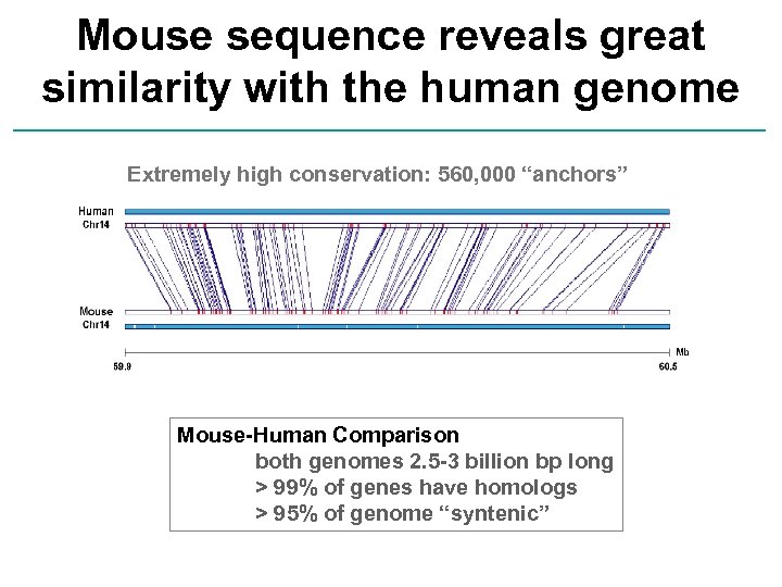 Mouse sequence reveals great similarity with the human genome Extremely high conservation: 560, 000