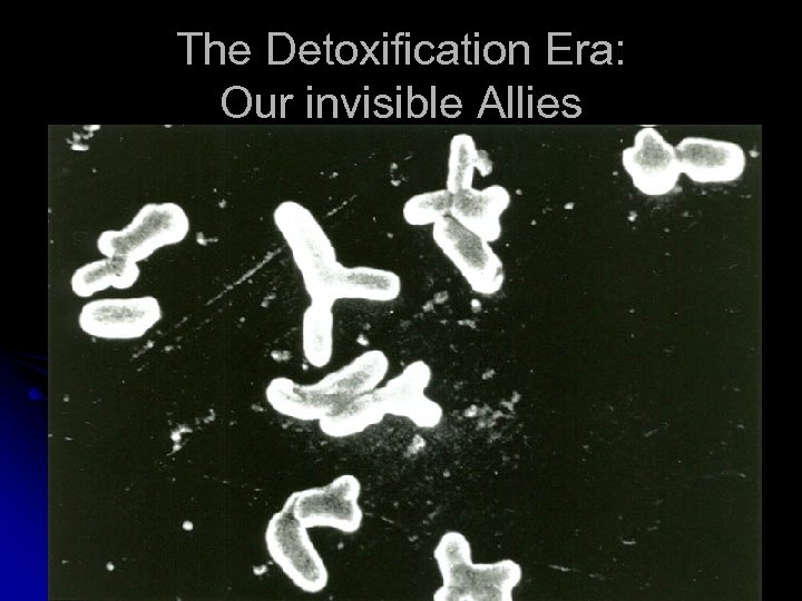 The Detoxification Era: Our invisible Allies 