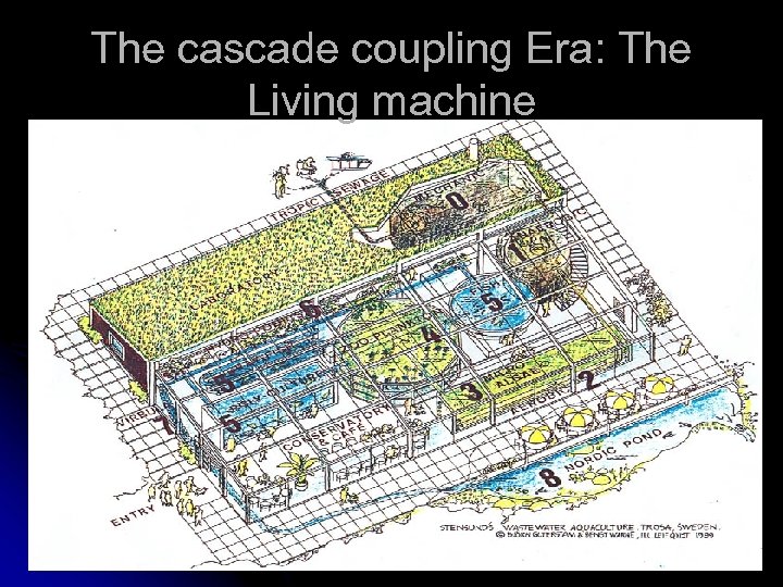 The cascade coupling Era: The Living machine 