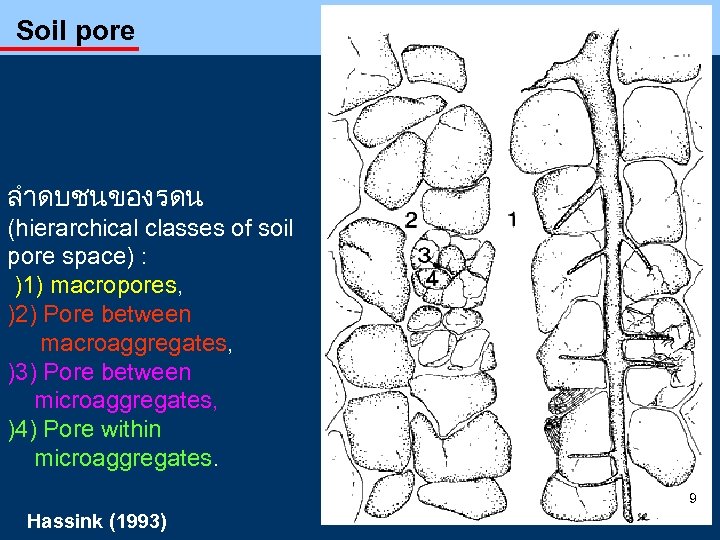 Soil pore ลำดบชนของรดน (hierarchical classes of soil pore space) : )1) macropores, )2) Pore