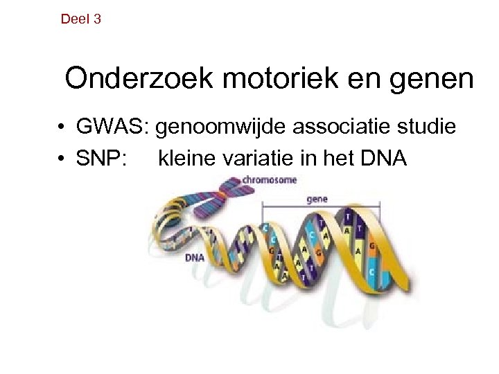 Deel 3 Onderzoek motoriek en genen • GWAS: genoomwijde associatie studie • SNP: kleine