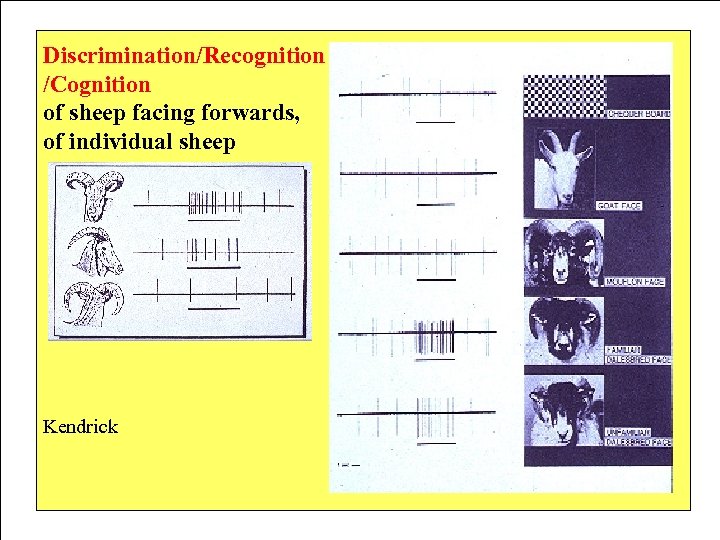 Discrimination/Recognition /Cognition of sheep facing forwards, of individual sheep Kendrick 