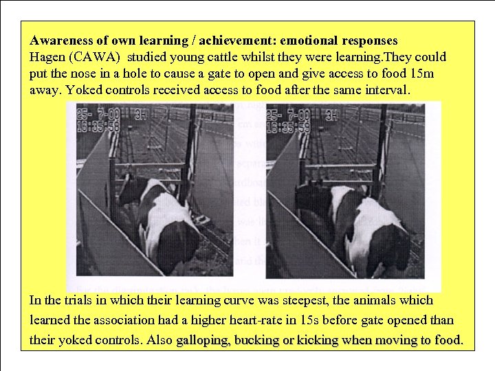 Awareness of own learning / achievement: emotional responses Hagen (CAWA) studied young cattle whilst