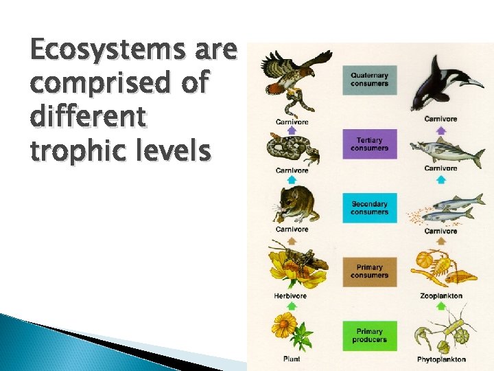 Ecosystems are comprised of different trophic levels 