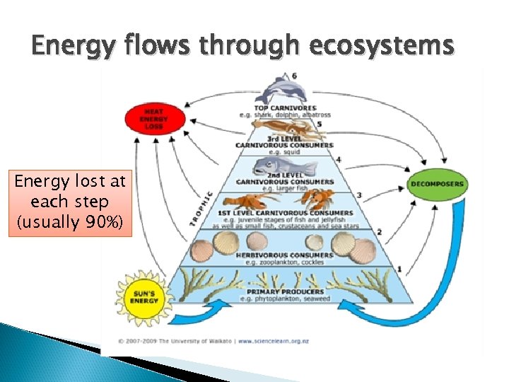 Energy flows through ecosystems Energy lost at each step (usually 90%) 
