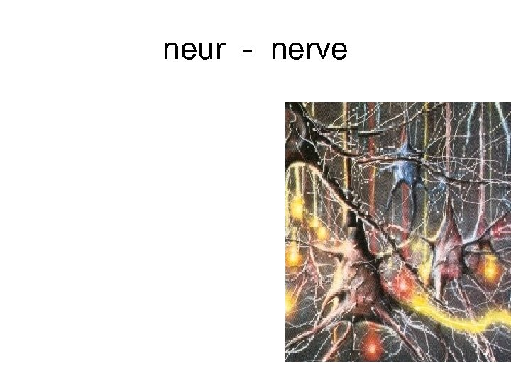 neur - nerve 