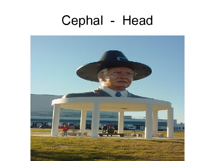 Cephal - Head 