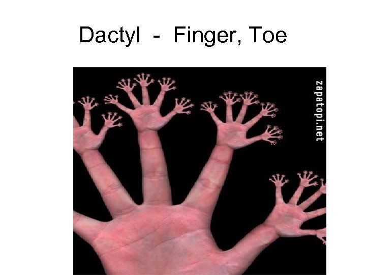 Dactyl - Finger, Toe 